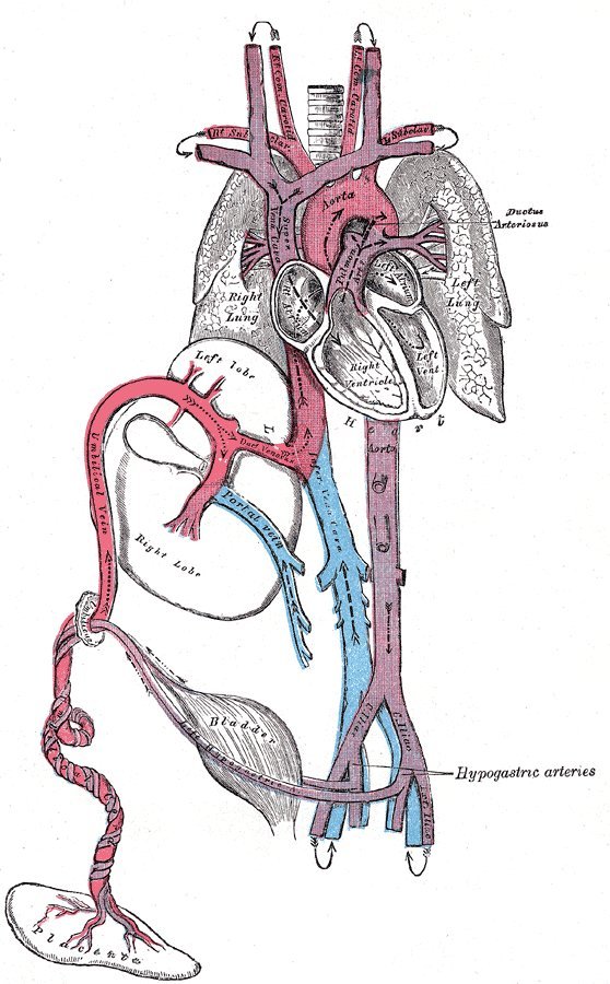 ductus arteriosus